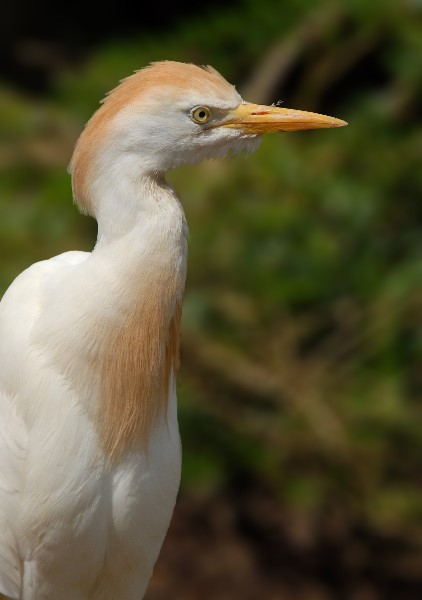 Kuhreiher (Bubulcus ibis)